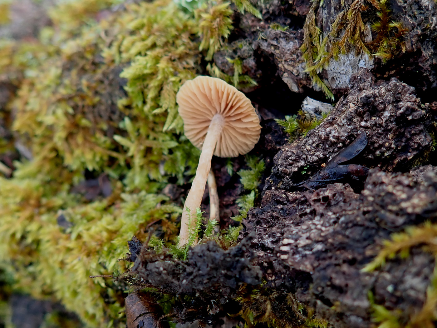 Photo by Penny Cullington Tubaria furfuracea by Penny Cullington